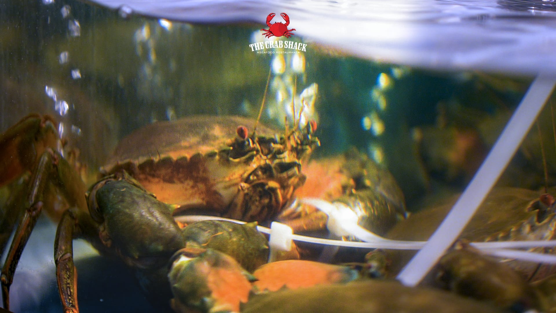 The Crab Shack Seafood Quality